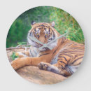 Search for tiger clocks Predator