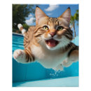 Search for cat swimming posters Cute