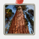 Search for giants the christmas tree decorations Redwood