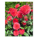 Search for dahlia flower posters Gardens