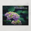Search for pink hydrangea postcards Garden