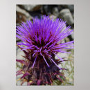 Search for artichoke posters Nature