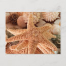 Search for focus postcards Seashell