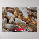 Search for chilean art Wildlife