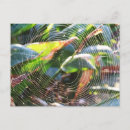 Search for spider postcards Macro
