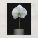 Search for white orchid postcards Plant