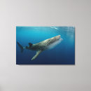Search for whale shark posters Coral triangle