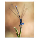 Search for damselfly art posters Bug