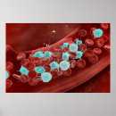 Search for bloods posters Blood vessels