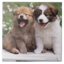 Search for two animals tiles Colour image