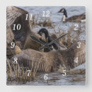 Search for fighting photography Wildlife