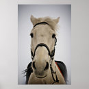 Search for dominant posters White