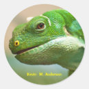 Search for lizard photography Green