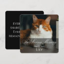 Search for black cat and bridge In loving memory