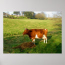 Search for guernsey posters Cow