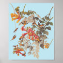 Search for ruby throated posters Hummingbird