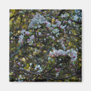 Search for apple blossoms magnets Photography