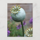 Search for seed pod postcards Botanical