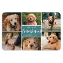 Search for teal magnets Pet