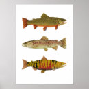 Search for trout art Fly fishing