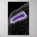 Search for bacteria art Illustration
