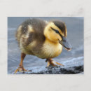 Search for baby ducklings postcards Adorable