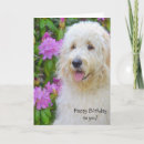 Search for goldendoodle birthday cards Pup