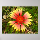 Search for blankets posters Nature