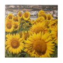 Search for andalusia tiles Cadiz province