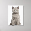 Search for british shorthair cat art Animal