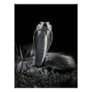 Search for king cobra posters Reptile