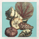 Search for algae home living Seashell