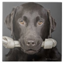 Search for dog bone tiles Puppies