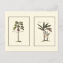 Search for two trees postcards Botanical