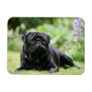 Search for black pug magnets Carlin