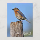 Search for bluebird photography Birding