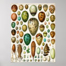 Search for bird egg posters Vintage