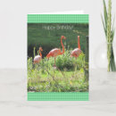 Search for flamingo birthday cards Pink flamingos