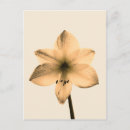 Search for amaryllis postcards Floral