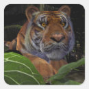 Search for tiger stripe stickers Beautiful