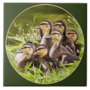 Search for ducklings Kids