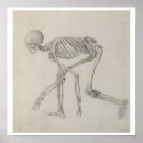 Search for human skeleton posters View