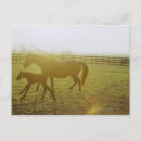 Search for horse runs postcards Horses