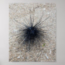 Search for echinoderm posters Sea