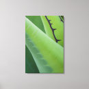 Search for habitat canvas prints Flora