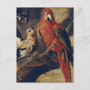 Search for ara postcards Exotic