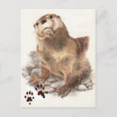 Search for river otters postcards Nature