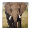 Search for african elephant tiles Colour image