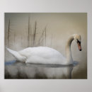 Search for wetland posters Birds