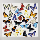 Search for blue butterfly illustration posters Morpho